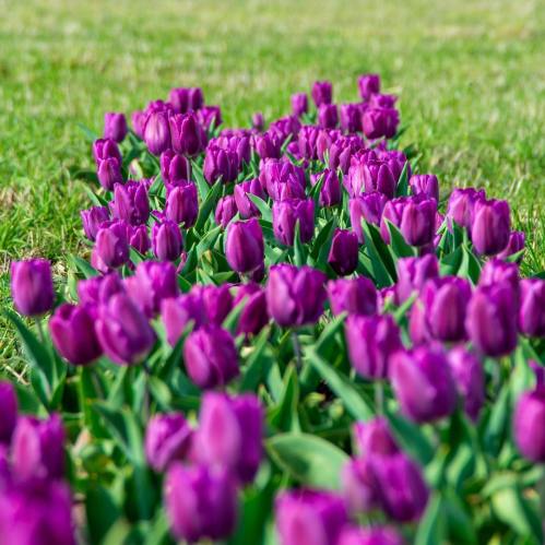 A vibrant field of purple tulips blooming against a backdrop of green grass.