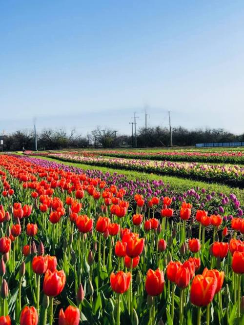 A vibrant field of blooming tulips in various colors under a clear blue sky.