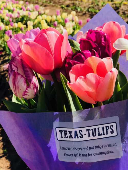 A bouquet of colorful tulips in a purple wrapper, labeled "Texas-Tulips," with a note about flower gel not for consumption.