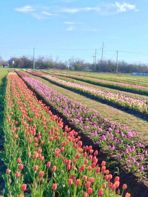 A vibrant field of blooming tulips in various colors stretches under a clear blue sky.