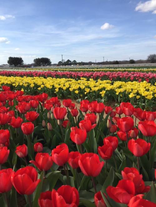 A vibrant field of red and yellow tulips under a blue sky with fluffy clouds.