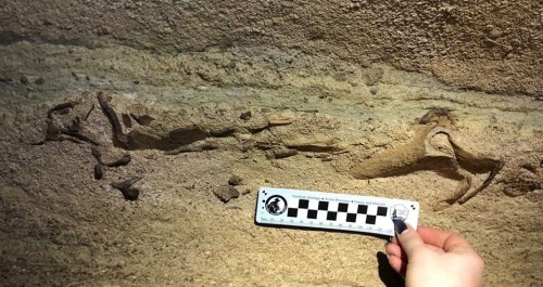 A hand holds a measuring scale next to fossilized bones embedded in a rocky surface.