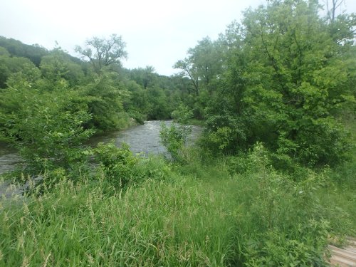 A serene river flows through lush greenery, surrounded by trees and tall grass under a cloudy sky.