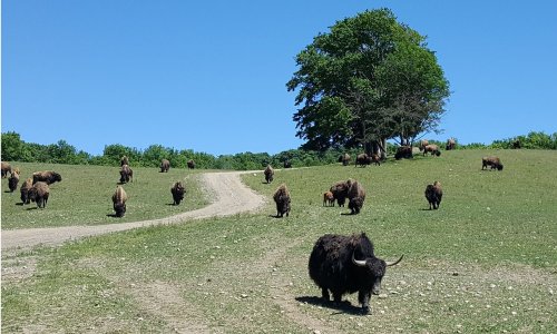 A herd of bison grazes on a grassy field under a clear blue sky, with a tree in the background.