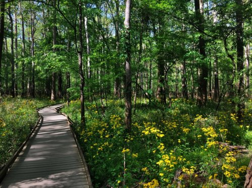 A wooden boardwalk winds through a lush green forest filled with vibrant yellow wildflowers.