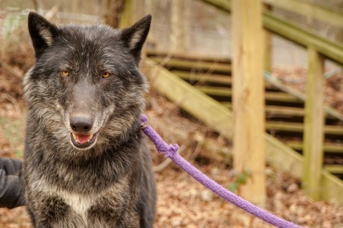 A close-up of a black wolf with a purple leash, standing in a wooded area near wooden steps.