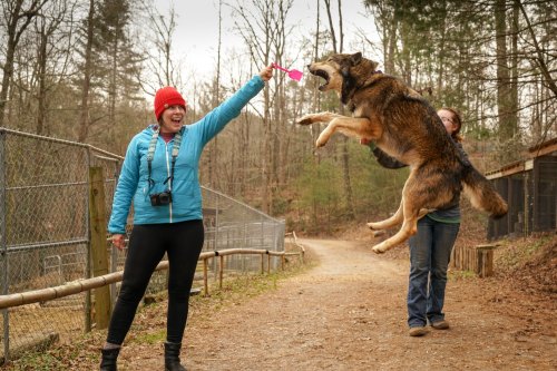 A woman in a blue jacket and red hat holds a toy while a dog jumps excitedly in a wooded area.