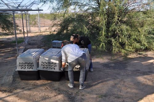Two people are placing pet carriers on the ground near a fence in a rural area with sparse vegetation.