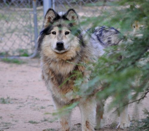 A fluffy, gray and white dog stands near a bush, looking curiously at the camera in a fenced area.