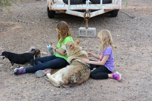Two girls sit on the ground with a large dog and a small dog, enjoying time together in a gravel area.