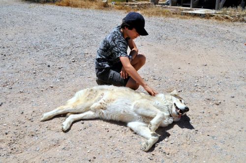 A child kneels beside a relaxed dog lying on a gravel surface, gently petting it in a sunny outdoor setting.