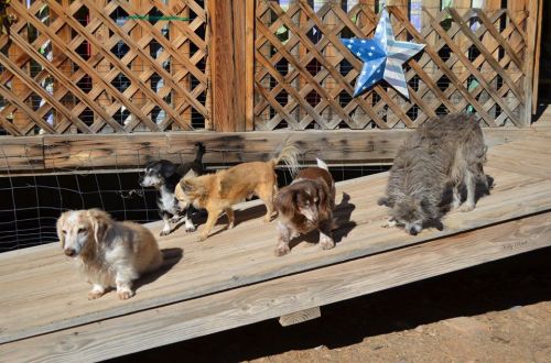 Five dogs of various breeds walking on a wooden ramp, with a decorative star in the background.