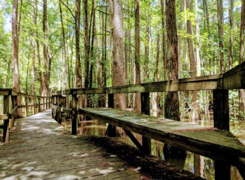 A wooden boardwalk winding through a lush green forest with tall trees and a calm waterway beside it.