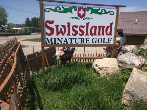 Two goats stand on grass near a sign that reads "Swissland Miniature Golf."