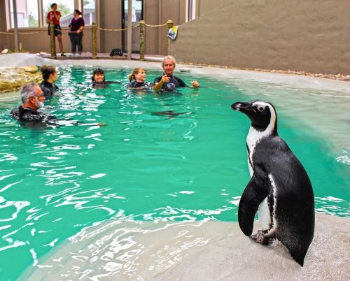 A penguin stands on a rock by a turquoise pool, while people swim and interact in the water nearby.