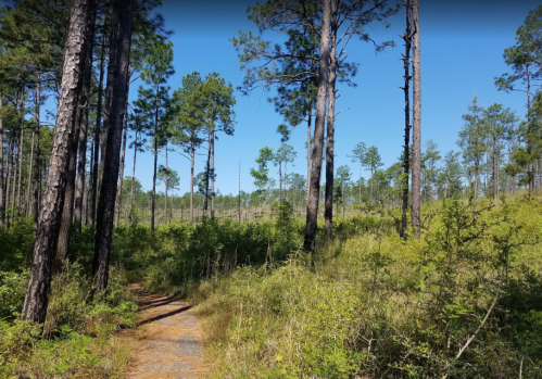 A winding path through a lush forest with tall pine trees and bright blue sky.