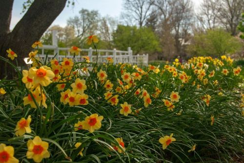 A vibrant patch of yellow flowers with orange centers blooming beside a white fence in a lush green garden.