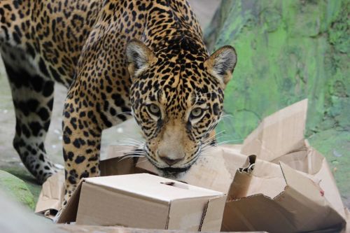 A close-up of a leopard sniffing around cardboard boxes in a natural habitat setting.