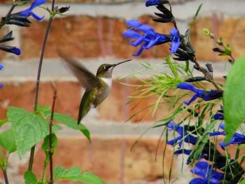 A hummingbird hovers near vibrant blue flowers against a textured brick background.