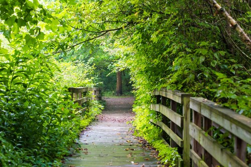 A serene wooden pathway surrounded by lush greenery, leading into a peaceful forest.