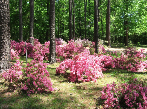 A vibrant display of pink azaleas blooming among tall trees in a lush green forest.
