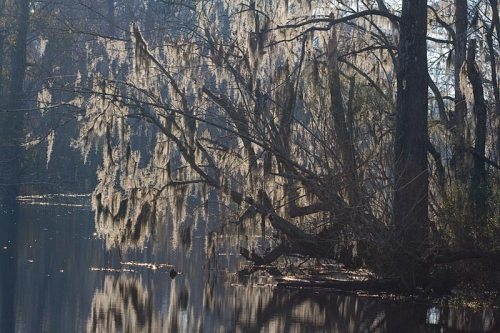 A serene river scene with trees draped in Spanish moss, reflecting in the calm water under soft sunlight.