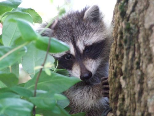 A close-up of a raccoon peeking through green leaves beside a tree trunk.