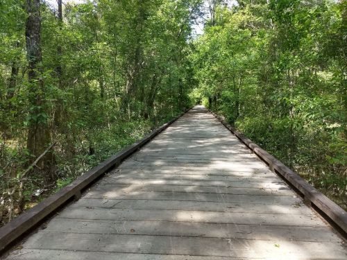 A wooden boardwalk stretches through a lush green forest, surrounded by trees and dappled sunlight.