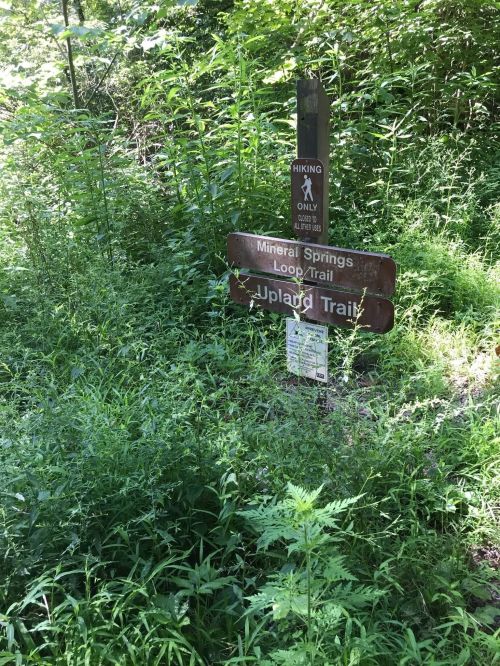 A wooden trail sign in a lush green area, indicating the Mineral Springs Loop Trail and Upland Trail.