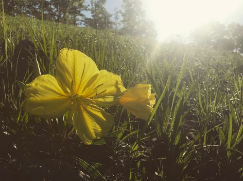 A close-up of bright yellow flowers in a grassy field, illuminated by sunlight.