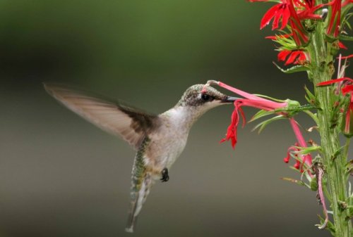 A hummingbird hovers near vibrant red flowers, its wings a blur in motion against a soft green background.