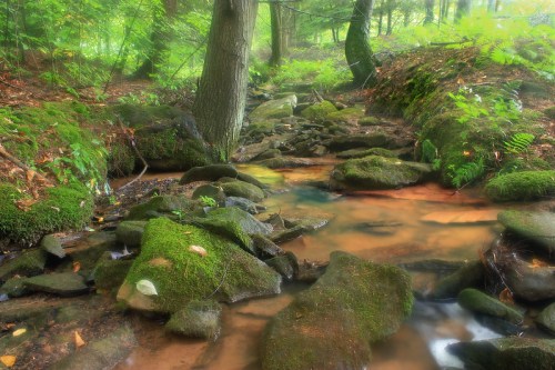 A serene forest stream flows over moss-covered rocks, surrounded by lush greenery and soft, diffused light.