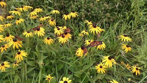 A field of yellow flowers with several butterflies resting on the petals, surrounded by green foliage.