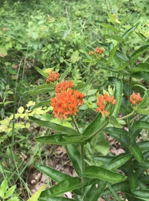 A cluster of vibrant orange flowers surrounded by green foliage in a natural setting.
