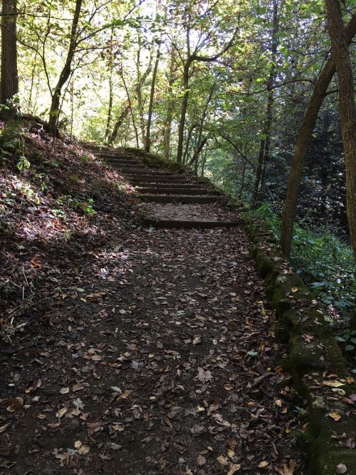 A winding dirt path with wooden steps, surrounded by trees and scattered autumn leaves in a sunlit forest.
