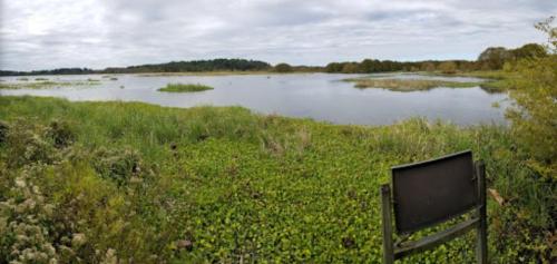 A serene wetland scene with water, lush greenery, and a cloudy sky, featuring a chair in the foreground.