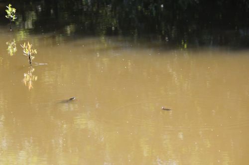 Two small fish swim in a calm, muddy pond with a single plant emerging from the water's edge.