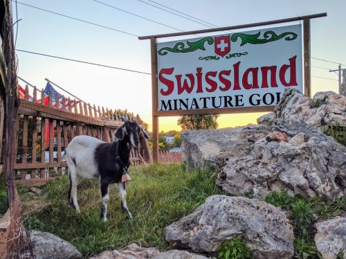 A goat stands near a sign for Swissland Miniature Golf, with a colorful sunset in the background.