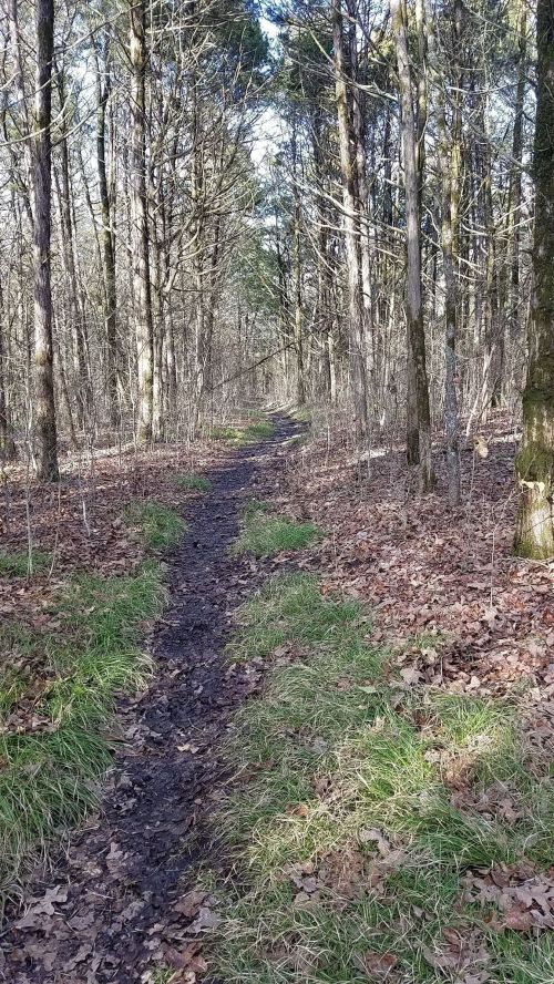 A narrow dirt path winds through a forest with trees and scattered leaves, surrounded by patches of grass.