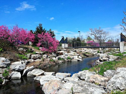 A serene landscape featuring a stream, rocky banks, and vibrant pink flowering trees under a clear blue sky.