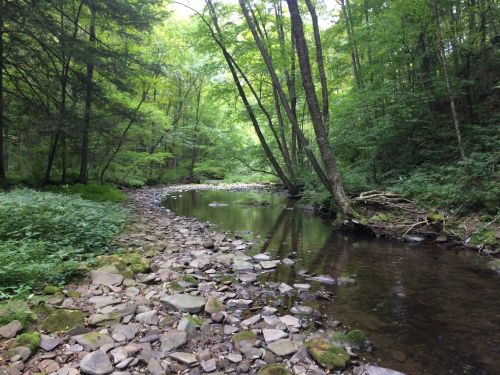 A serene forest scene featuring a winding stream surrounded by lush greenery and rocky banks.