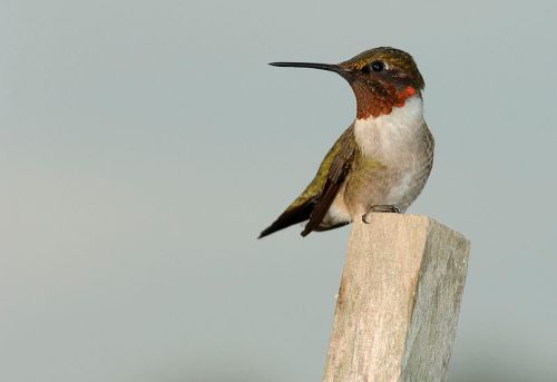 A hummingbird perched on a wooden post, showcasing its iridescent feathers and vibrant throat.