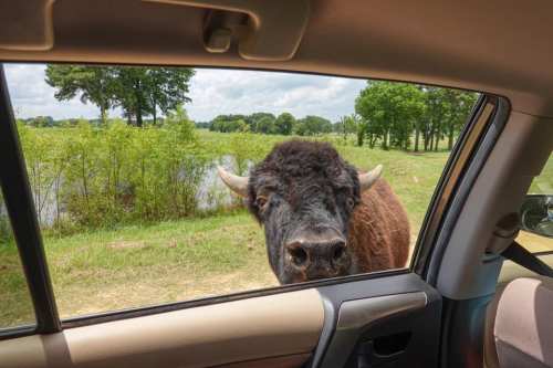 A close-up of a curious cow peering into a car window, with a green landscape and water in the background.