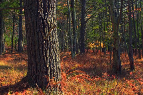 A close-up of a textured tree trunk in a vibrant autumn forest with colorful foliage and soft sunlight filtering through.