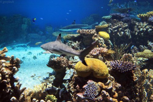 A vibrant underwater scene featuring coral reefs and a shark swimming among colorful fish.
