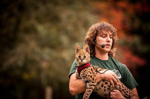 A person with curly hair holds a serval cat while speaking into a microphone outdoors.