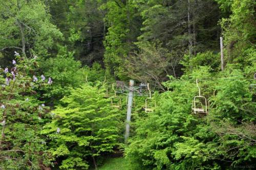 A scenic view of a lush green landscape with a chairlift surrounded by dense trees and foliage.