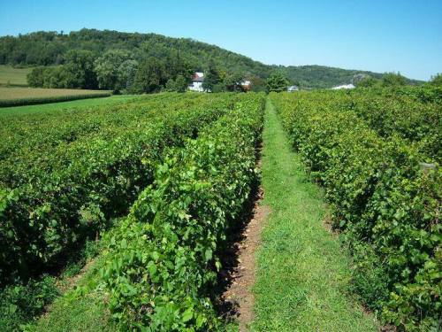 A lush vineyard with rows of grapevines stretching towards a green hillside under a clear blue sky.