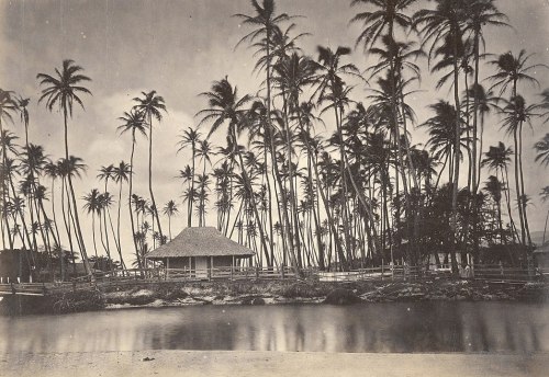 A serene landscape featuring a thatched hut surrounded by tall palm trees and a calm body of water.