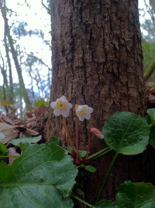 Two delicate white flowers bloom near the base of a tree, surrounded by green leaves in a forest setting.